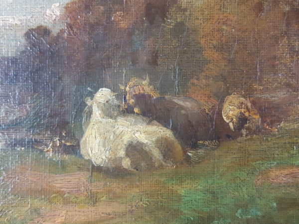 Cows and sheep on pasture - Image 6