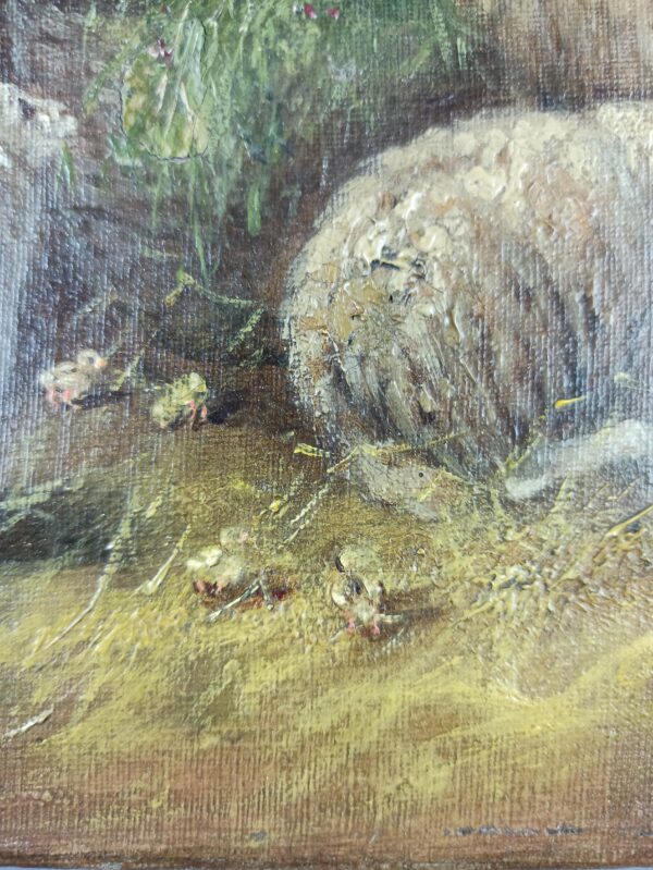 Sheep at the fold - Image 6