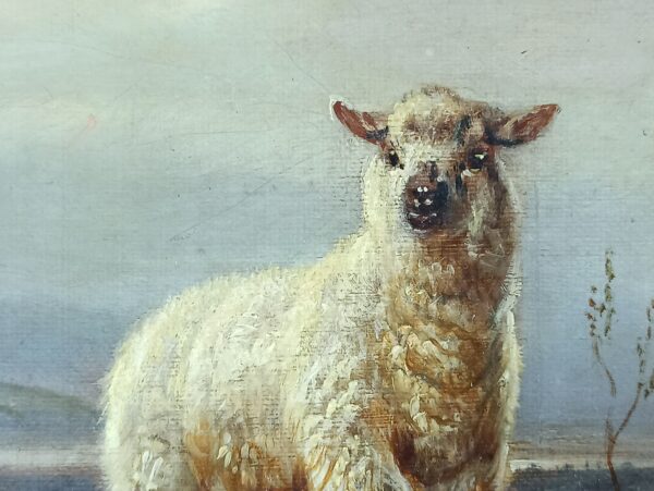 Sheep on a hillside - Image 5