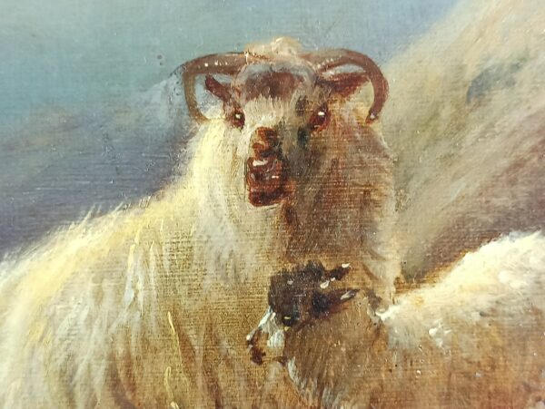 Sheep on a hillside - Image 7